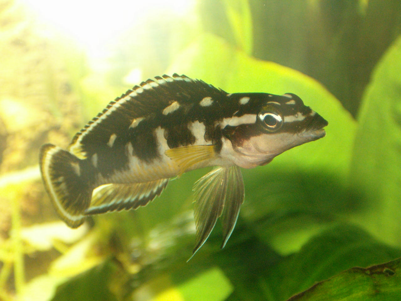 Julidochromis transcriptus